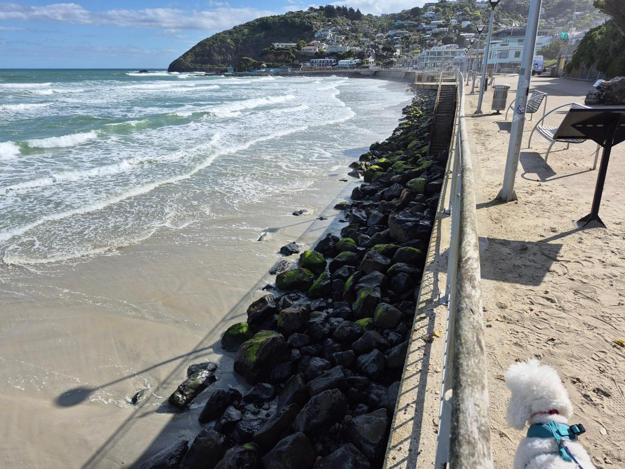 Rosemount B&B By The Sea St Clair Dunedin Ngoại thất bức ảnh